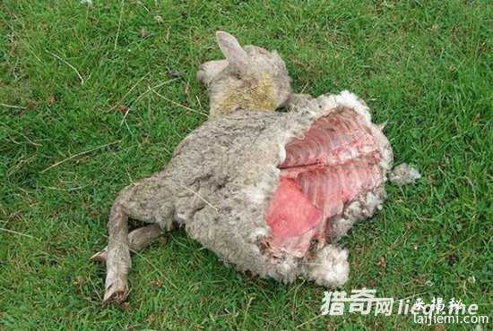 美国惊现外星人肢解牲畜！波及15个州832 / 作者:UFO外星人爱好者 / 帖子ID:57316