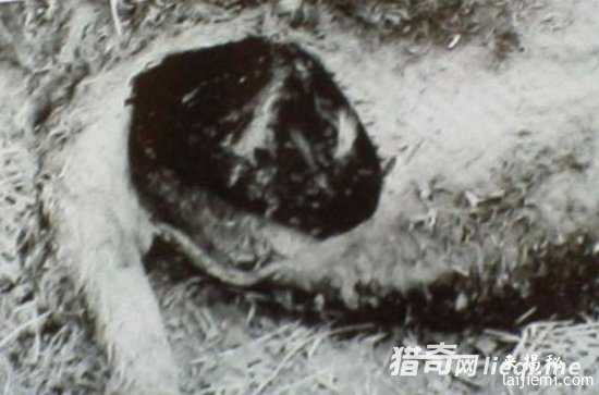 美国惊现外星人肢解牲畜！波及15个州595 / 作者:UFO外星人爱好者 / 帖子ID:57316
