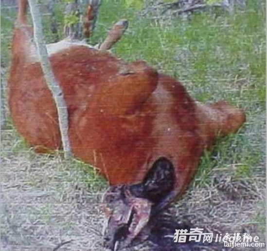 美国惊现外星人肢解牲畜！波及15个州894 / 作者:UFO外星人爱好者 / 帖子ID:57316