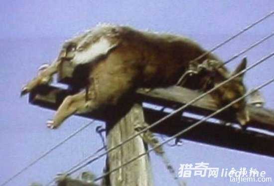 美国惊现外星人肢解牲畜！波及15个州996 / 作者:UFO外星人爱好者 / 帖子ID:57316