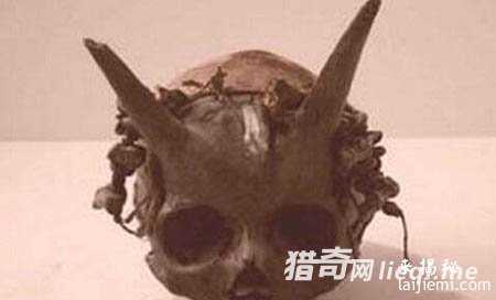 不可思议头骨，证明外星人存在？227 / 作者:UFO外星人爱好者 / 帖子ID:57359