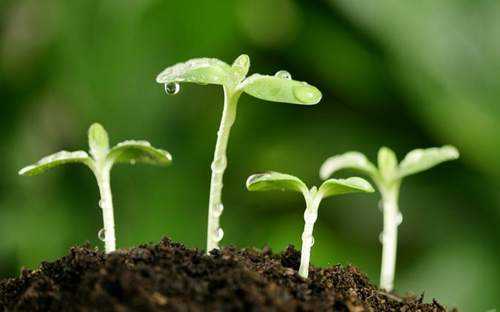 植物也有情感思维吗239 / 作者:UFO来啦 / 帖子ID:64446