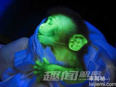 地球上的发光生物之谜 神奇的荧光蝎子501 / 作者:UFO外星人爱好者 / 帖子ID:60318