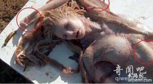 盘点世界各地出现的真实的美人鱼真身吓人图片430 / 作者:UFO来啦 / 帖子ID:65064