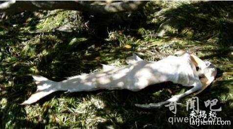 盘点世界各地出现的真实的美人鱼真身吓人图片712 / 作者:UFO来啦 / 帖子ID:65064