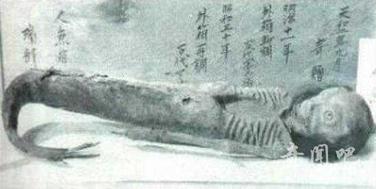 盘点世界各地出现的真实的美人鱼真身吓人图片424 / 作者:UFO来啦 / 帖子ID:65064