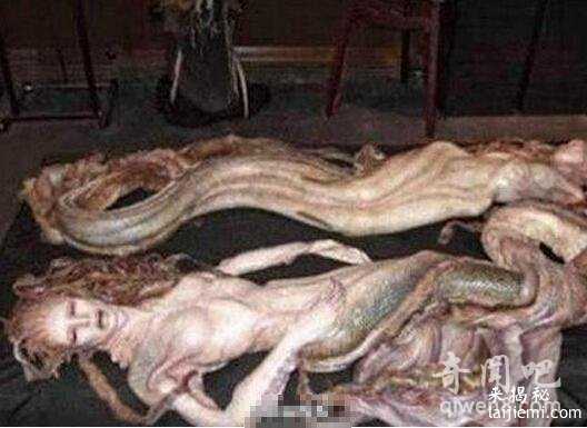 盘点世界各地出现的真实的美人鱼真身吓人图片277 / 作者:UFO来啦 / 帖子ID:65064