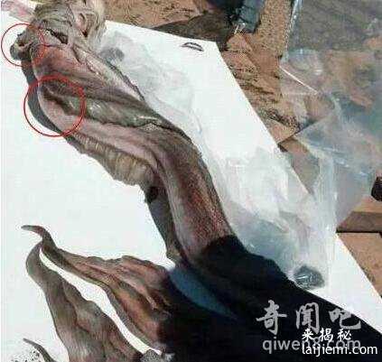 盘点世界各地出现的真实的美人鱼真身吓人图片637 / 作者:UFO来啦 / 帖子ID:65064