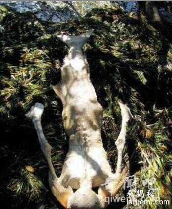 盘点世界各地出现的真实的美人鱼真身吓人图片397 / 作者:UFO来啦 / 帖子ID:65064