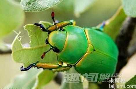 宝石金龟子为何能反射彩虹色光芒?917 / 作者:UFO外星人爱好者 / 帖子ID:59855 宝石金龟子为何能反射彩虹色光芒?917 / 作者:UFO外星人爱好者 / 帖子ID:59855