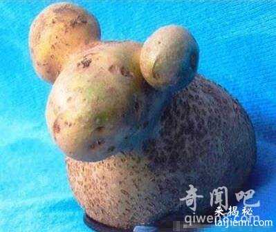 江西挖出巨型葛根，揭秘葛根神奇药用功效 盘点世界上那些“成精”51 / 作者:UFO来啦 / 帖子ID:64613