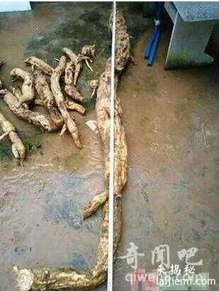 江西挖出巨型葛根，揭秘葛根神奇药用功效 盘点世界上那些“成精”959 / 作者:UFO来啦 / 帖子ID:64613