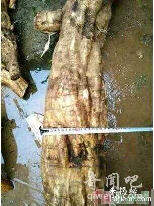 江西挖出巨型葛根，揭秘葛根神奇药用功效 盘点世界上那些“成精”791 / 作者:UFO来啦 / 帖子ID:64613