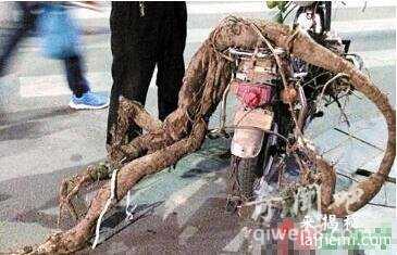 江西挖出巨型葛根，揭秘葛根神奇药用功效 盘点世界上那些“成精”625 / 作者:UFO来啦 / 帖子ID:64613