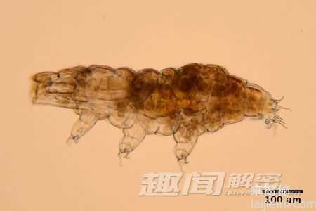 惊奇：外太空环境都杀不死的水熊218 / 作者:UFO来啦 / 帖子ID:63820