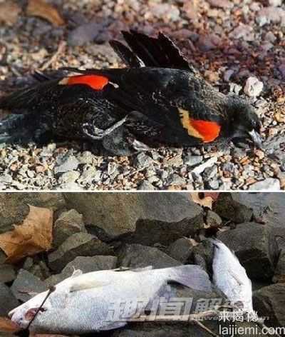 全球令人震惊的动物集体离奇死亡事件273 / 作者:UFO来啦 / 帖子ID:62202