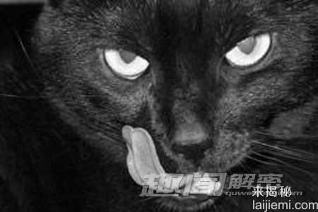 十大动物的“超能力”人类无法匹敌768 / 作者:UFO来啦 / 帖子ID:62428