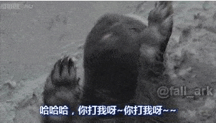蜜獾 - 世界上最勇敢的动物，还是越狱之王932 / 作者:UFO来啦 / 帖子ID:65723