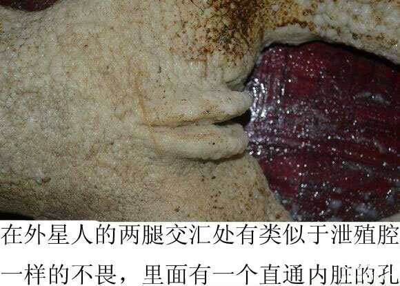 长沙市民拍到外星人772 / 作者:UFO外星人爱好者 / 帖子ID:57563