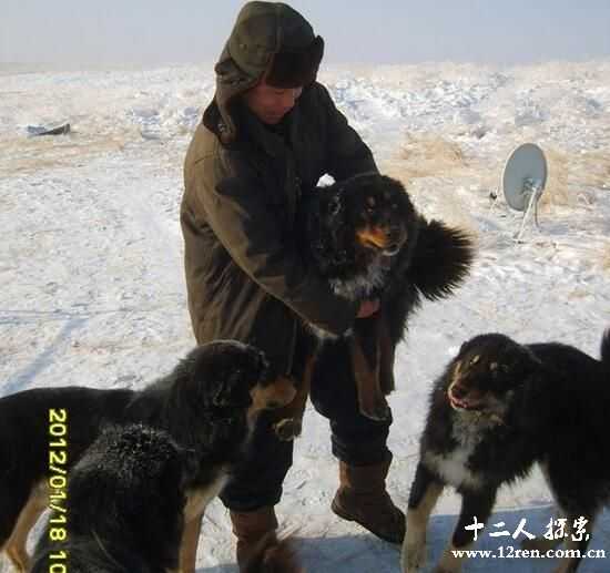 高山上的牧羊犬蒙古獒，智商极高凶猛无比(重80斤)299 / 作者:UFO来啦 / 帖子ID:66201