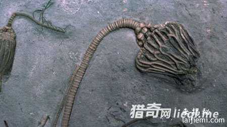 外星人造访地球新证据：3亿年前螺丝钉917 / 作者:UFO外星人爱好者 / 帖子ID:57598