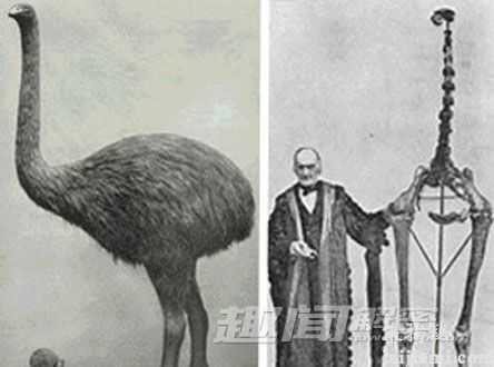 盘点：地球上已经灭亡的十大远古生物296 / 作者:UFO来啦 / 帖子ID:65228