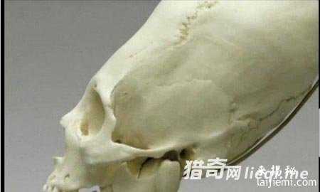 人类已发现57种外星人 面貌曝光163 / 作者:UFO来啦 / 帖子ID:60928
