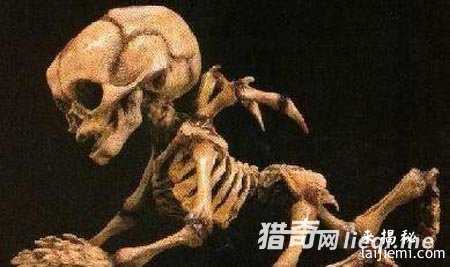人类已发现57种外星人 面貌曝光120 / 作者:UFO来啦 / 帖子ID:60928