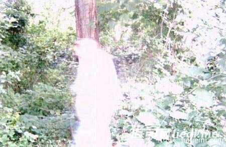 人类已发现57种外星人 面貌曝光332 / 作者:UFO来啦 / 帖子ID:60928