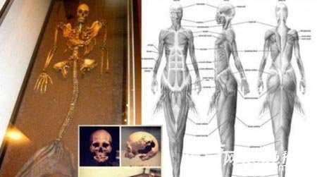 人类已发现57种外星人 面貌曝光849 / 作者:UFO来啦 / 帖子ID:60928