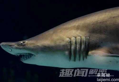 揭秘：动物界十大残酷伦理“血案”782 / 作者:UFO来啦 / 帖子ID:64028
