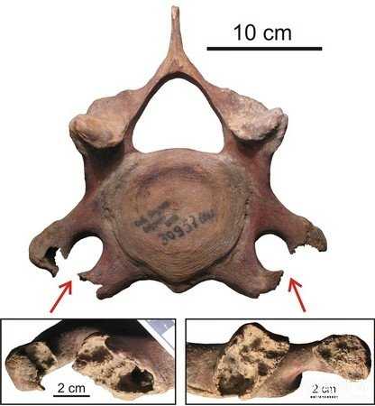 猛犸象为什么突然就从地球上消失了？真实原因令科学家害怕331 / 作者:UFO外星人爱好者 / 帖子ID:59218