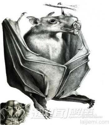 传说中的十大神秘生物：雷鸟身长28米974 / 作者:UFO来啦 / 帖子ID:62048