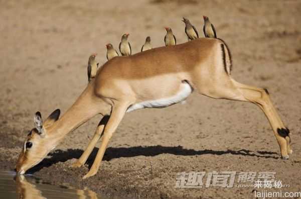南非椋鸟停落黑斑羚背部似哨兵(图)195 / 作者:UFO来啦 / 帖子ID:62480
