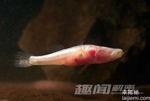 澳大利亚地下发现九种新物种 地下蜗牛757 / 作者:UFO来啦 / 帖子ID:64769