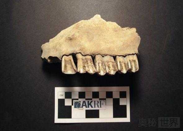 美国911事件现场发现18世纪沉船371 / 作者:UFO来啦 / 帖子ID:65502