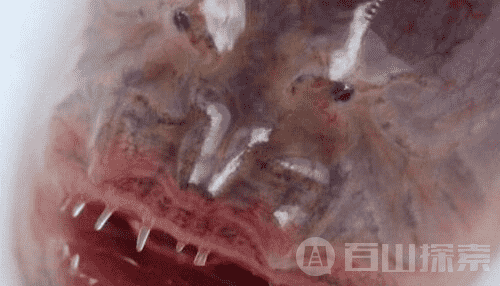 世界十大奇异生物 不是一般的恶心134 / 作者:UFO来啦 / 帖子ID:61709
