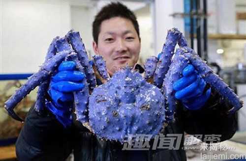 恐怖！盘点巨型动物发生的怪异行为384 / 作者:UFO来啦 / 帖子ID:63788