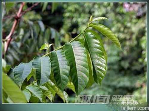 见血封喉箭毒木 令人胆颤心惊的植物52 / 作者:UFO外星人爱好者 / 帖子ID:59882