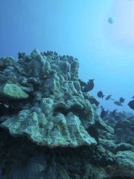 有毒的长棘海星入侵南太平洋  珊瑚礁大量死亡 岛屿生态瘫痪54 / 作者:UFO来啦 / 帖子ID:64255
