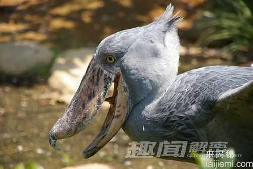 最怪异的鸟：华丽军舰鸟喉囊袋酷似气球465 / 作者:UFO来啦 / 帖子ID:64216
