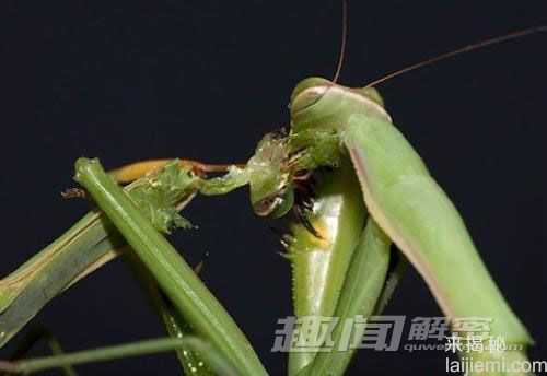 揭秘：动物界十大残酷伦理“血案”227 / 作者:UFO来啦 / 帖子ID:64028
