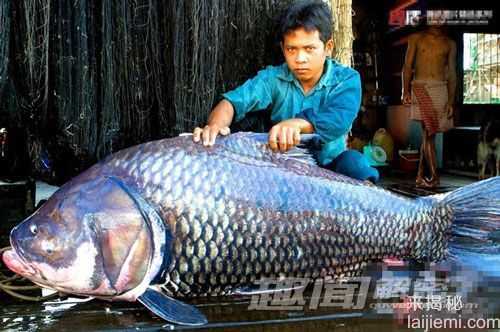 盘点全球人类捕获的巨型大鱼988 / 作者:UFO来啦 / 帖子ID:65094