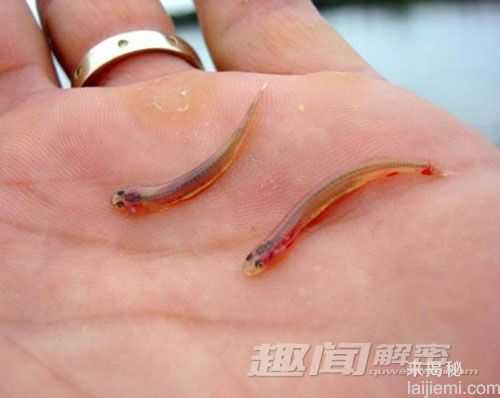自然界十大“变态”杀手 蠕虫会控制大脑573 / 作者:UFO来啦 / 帖子ID:65597