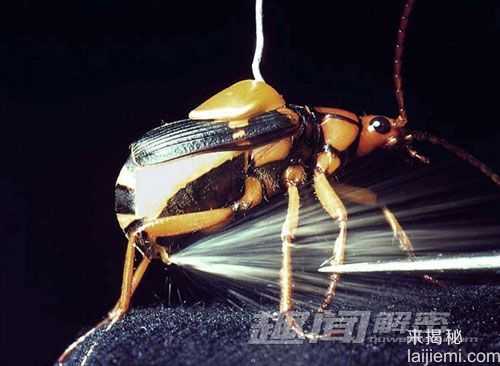 大开眼界！盘点10种身怀绝技的昆虫611 / 作者:UFO来啦 / 帖子ID:63343