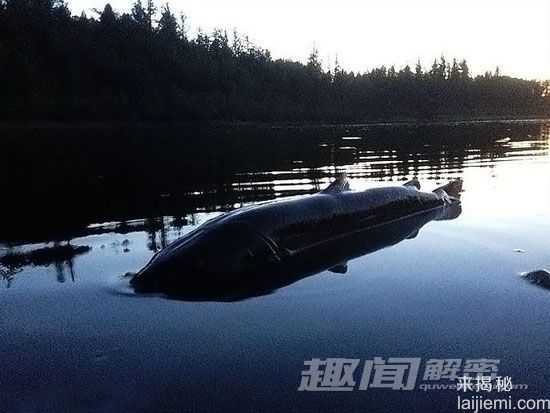 神秘物种时隐时现 亲眼目击巨型湖怪512 / 作者:UFO来啦 / 帖子ID:65305