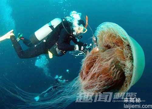盘点：自然界震撼世人的十大巨型动物350 / 作者:UFO来啦 / 帖子ID:65241