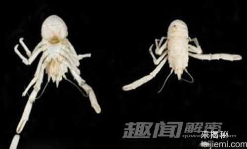 美国渔民捕获罕见白龙虾：概率仅亿分之一669 / 作者:UFO来啦 / 帖子ID:65518