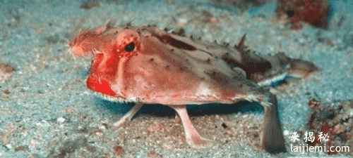 盘点海洋生物中15种最奇特的生物：你知道几个？498 / 作者:UFO来啦 / 帖子ID:65163
