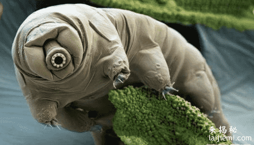 盘点海洋生物中15种最奇特的生物：你知道几个？516 / 作者:UFO来啦 / 帖子ID:65163
